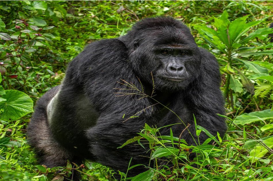 6 Days Gorilla And Golden Monkey Trekking  Mgahinga National Park