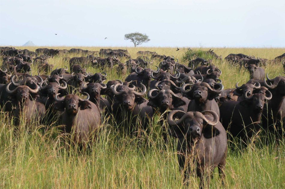 6 Days Wildlife Adventure At Kidepo And Murchison Falls National Park