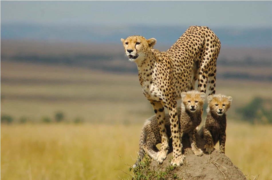 6 Days Wildlife Adventure At Kidepo And Murchison Falls National Park