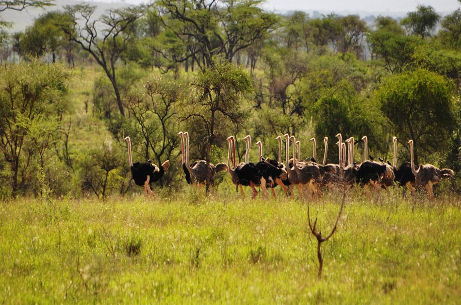 6 Days Wildlife Adventure At Kidepo And Murchison Falls National Park