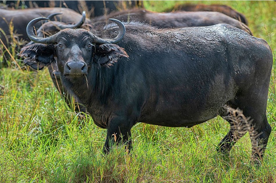 6 Days Wildlife Adventure At Kidepo And Murchison Falls National Park