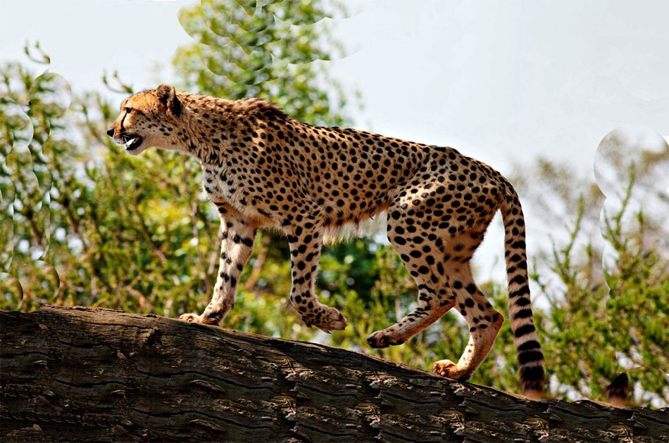 6 Days Wildlife Adventure At Kidepo And Murchison Falls National Park