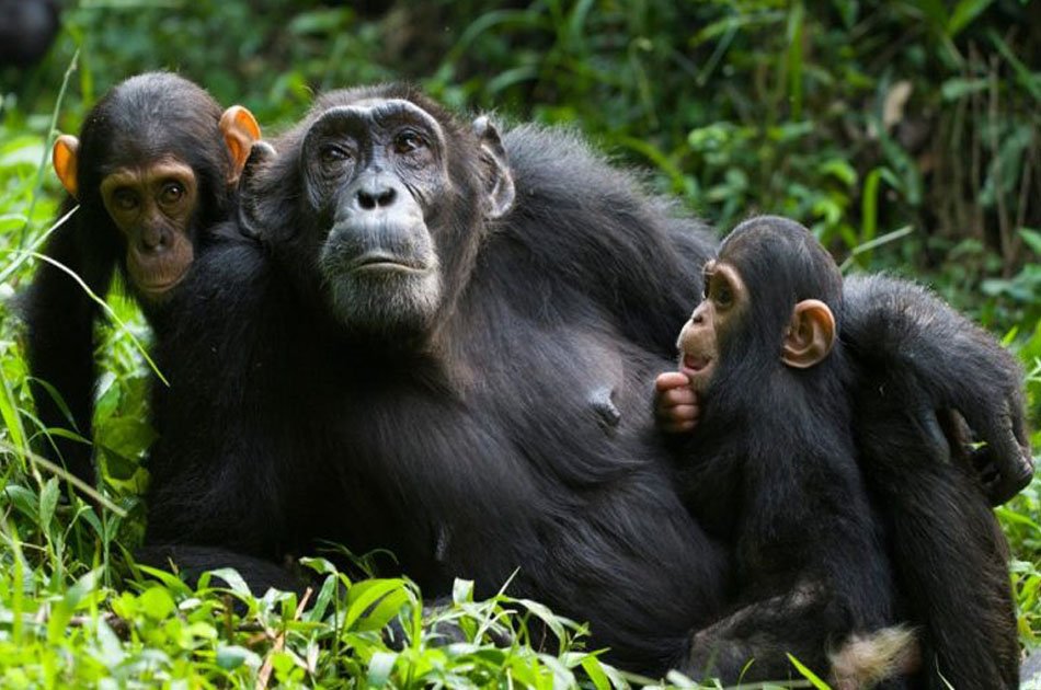 7 Days Murchison Falls, Semliki & Kibale Forest