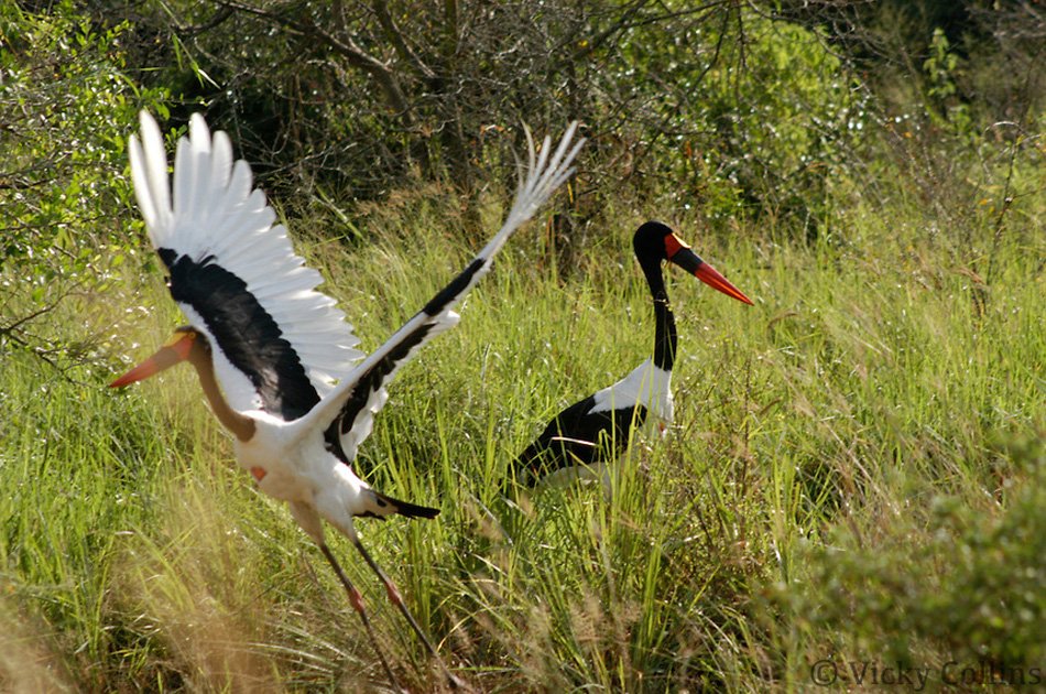 7 Days Murchison Falls, Semliki & Kibale Forest