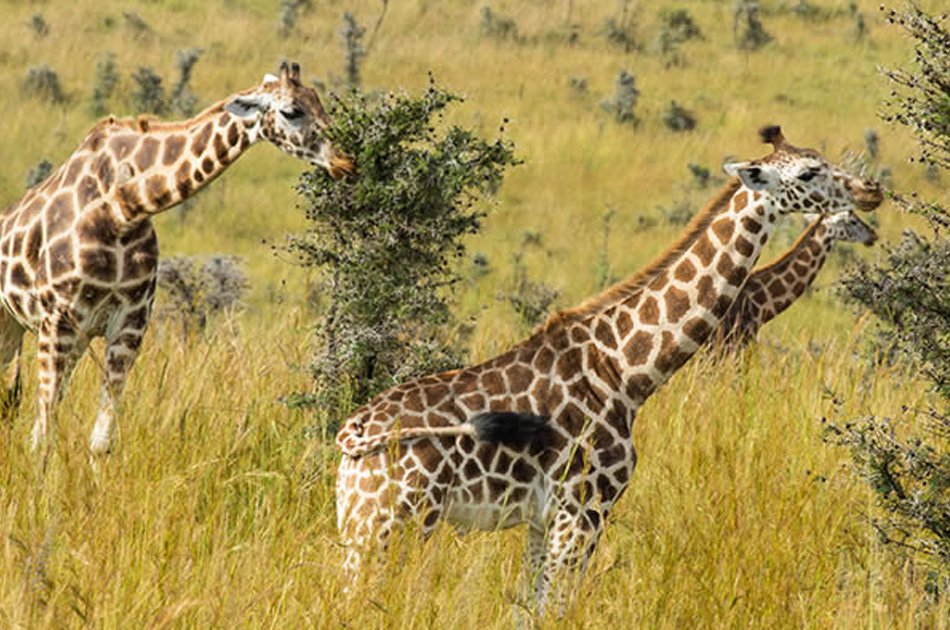 7 Days Murchison Falls, Semliki & Kibale Forest