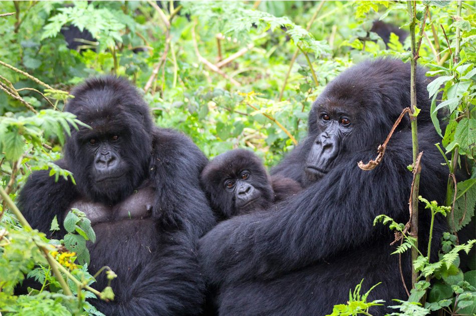 8 Days Private Tour in Uganda Forests