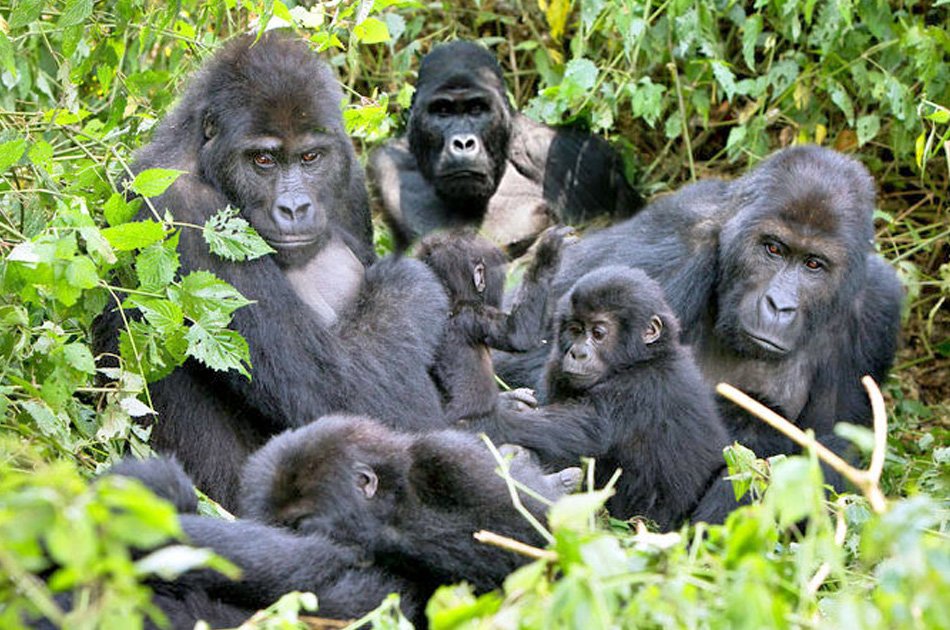 8 Days Private Tour in Uganda Forests