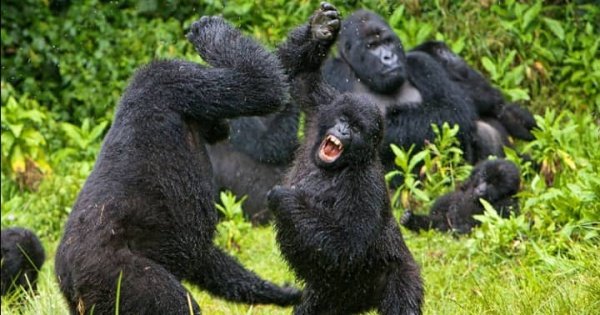 8 Days Private Tour in Uganda Forests