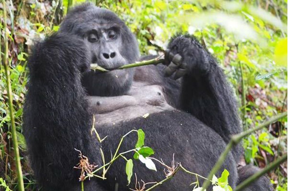 8 Days Private Tour in Uganda Forests