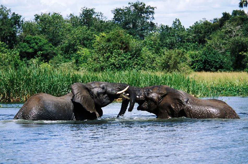 9 Days Uganda Safari Encounter