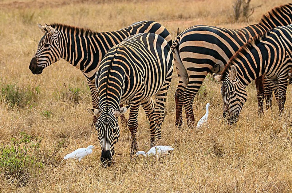 9 Days Uganda Safari Encounter