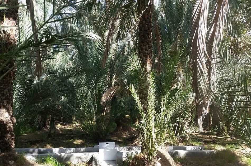 Private Al Ain Tour with Car and Driver