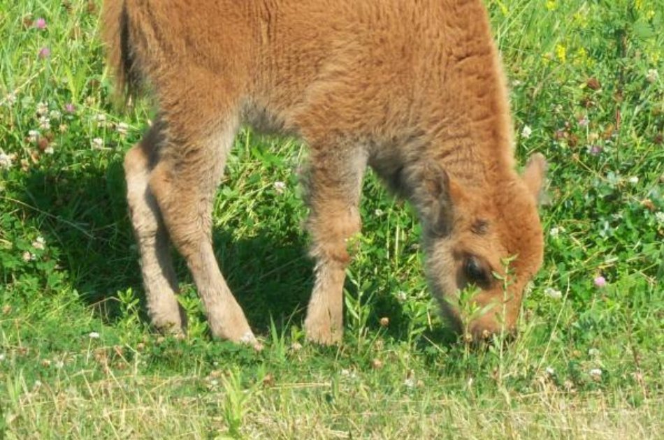 Black Hills Greatest Hits Exceptional Private Full Day Tour