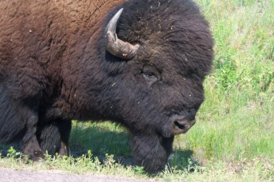 Black Hills Greatest Hits Exceptional Private Full Day Tour