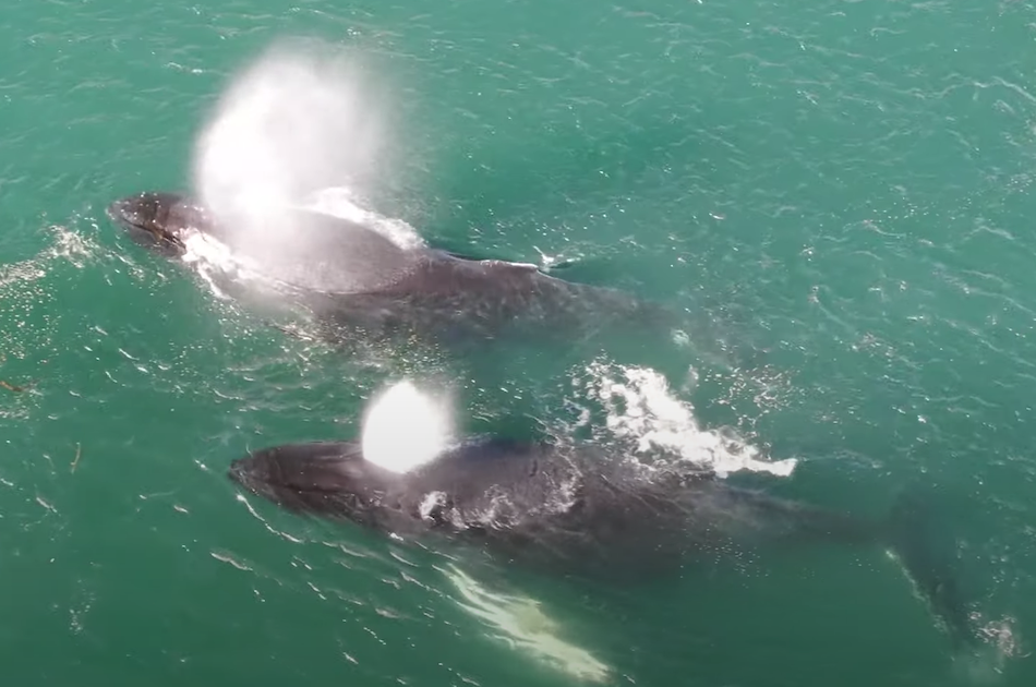 Hoonah Whale watching with live Drone footage!