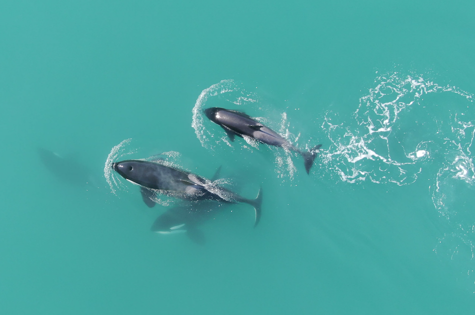 Hoonah Whale watching with live Drone footage!