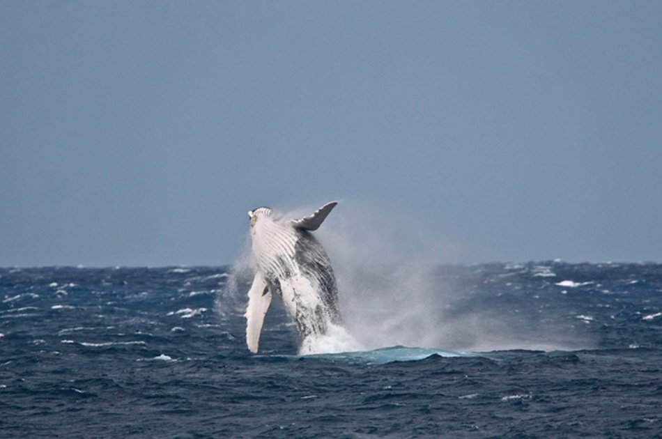 Humpback Whale Watch Private Charter for 2, 3 or 4 Hours