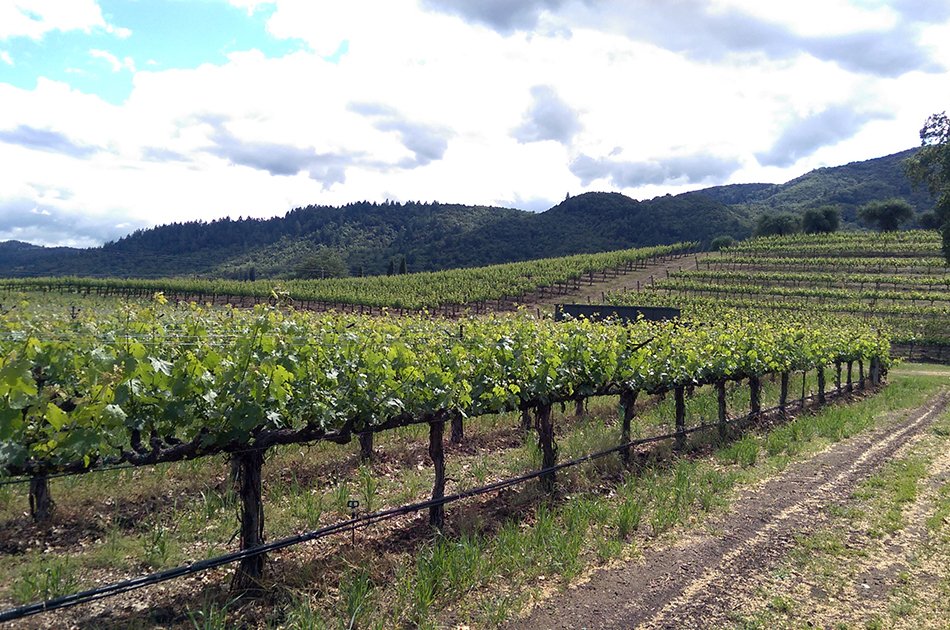 Napa Valley 8 Hour Wine Tour from San Francisco by Luxury Sedan