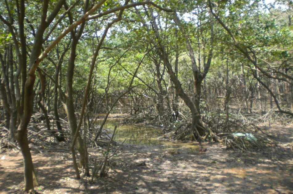 Can Gio Ecologic Area Tour - Monkey Island from Ho Chi Minh