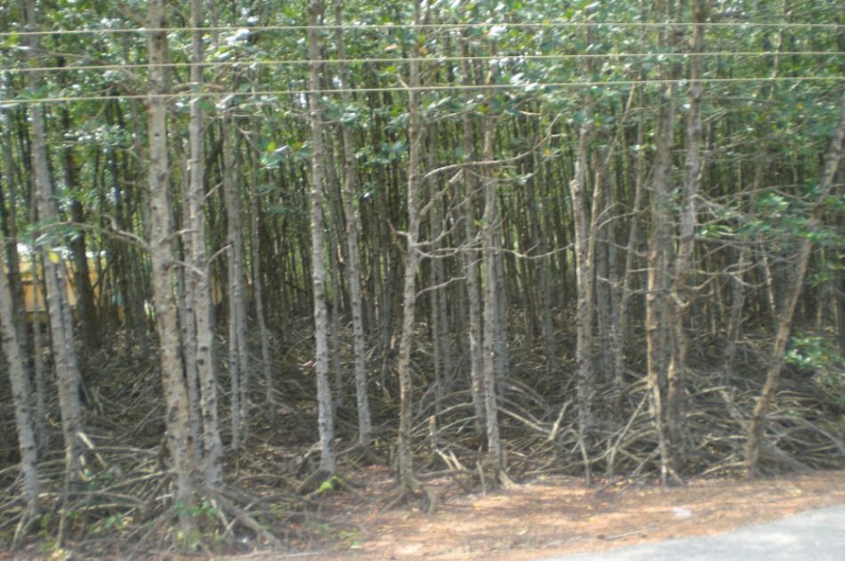 Can Gio Ecologic Area Tour - Monkey Island from Ho Chi Minh