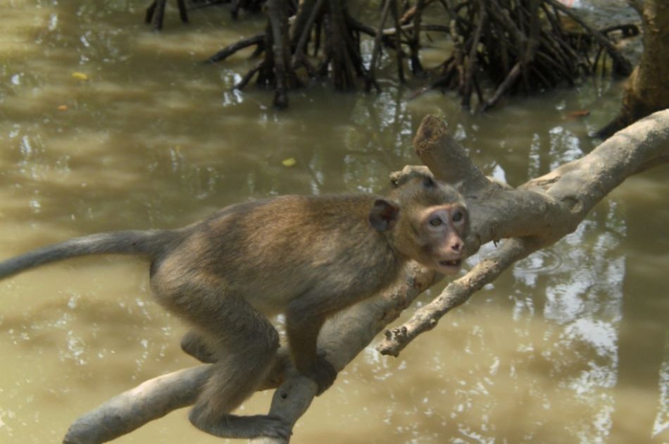 Can Gio Ecologic Area Tour - Monkey Island from Ho Chi Minh