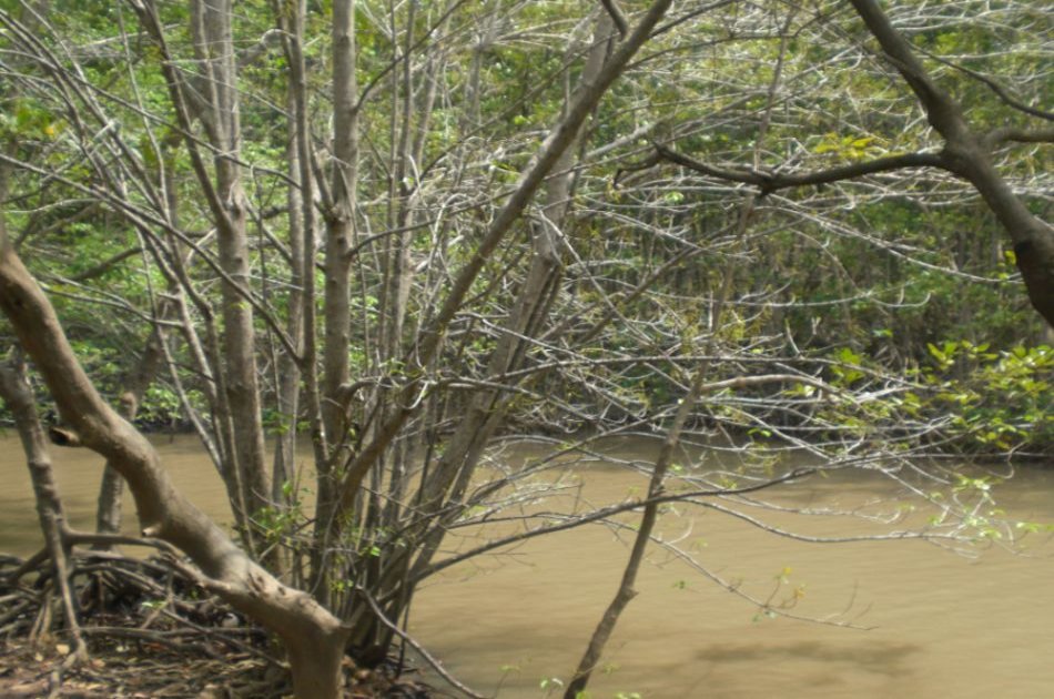 Can Gio Ecologic Area Tour - Monkey Island from Ho Chi Minh