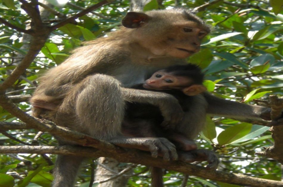 Can Gio Ecologic Area Tour - Monkey Island from Ho Chi Minh