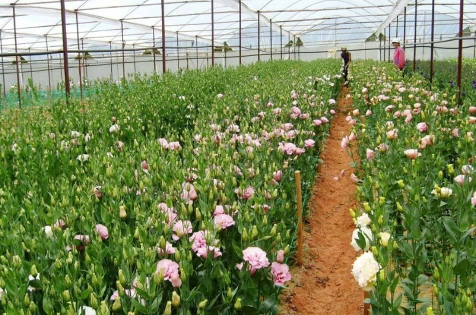 Da Lat Countryside Tour