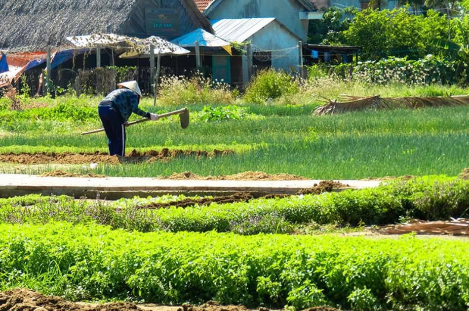 Hoian Basket Boat & Bike Half Day Tour