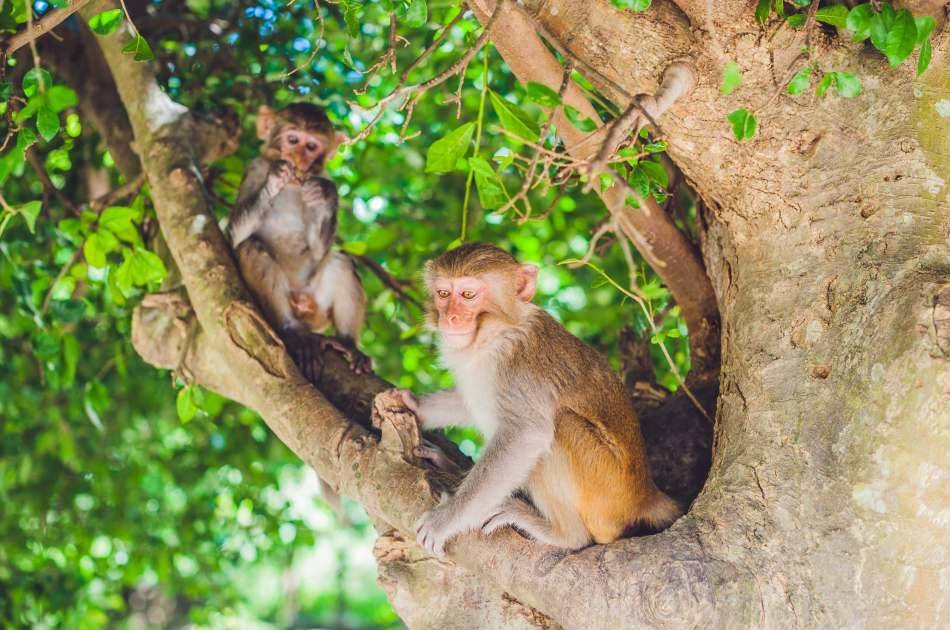 Monkey Island Joining Tour & Relaxing in Nha Phu Bay