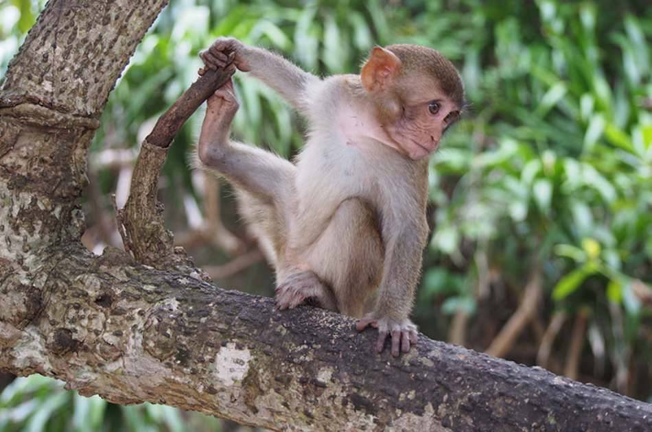 Monkey Island Joining Tour & Relaxing in Nha Phu Bay