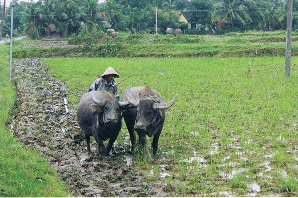 Nha Trang Countryside Tour by Bike