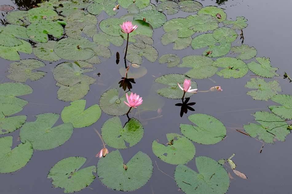 Trip to Ancient Capital (Hoa Lu - Tam Coc) - Ninh Binh - Private Tour
