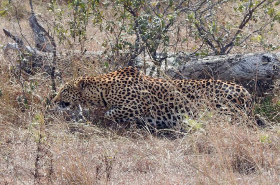 6 Days Kafue and Victoria Falls Luxury Safari
