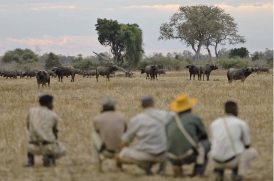 7 Days Best of Zambia Safari – Kafue & South Luangwa National Park