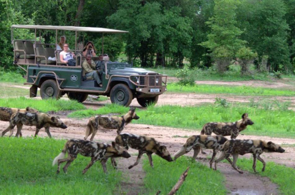 7 Days Best of Zambia Safari – Kafue & South Luangwa National Park