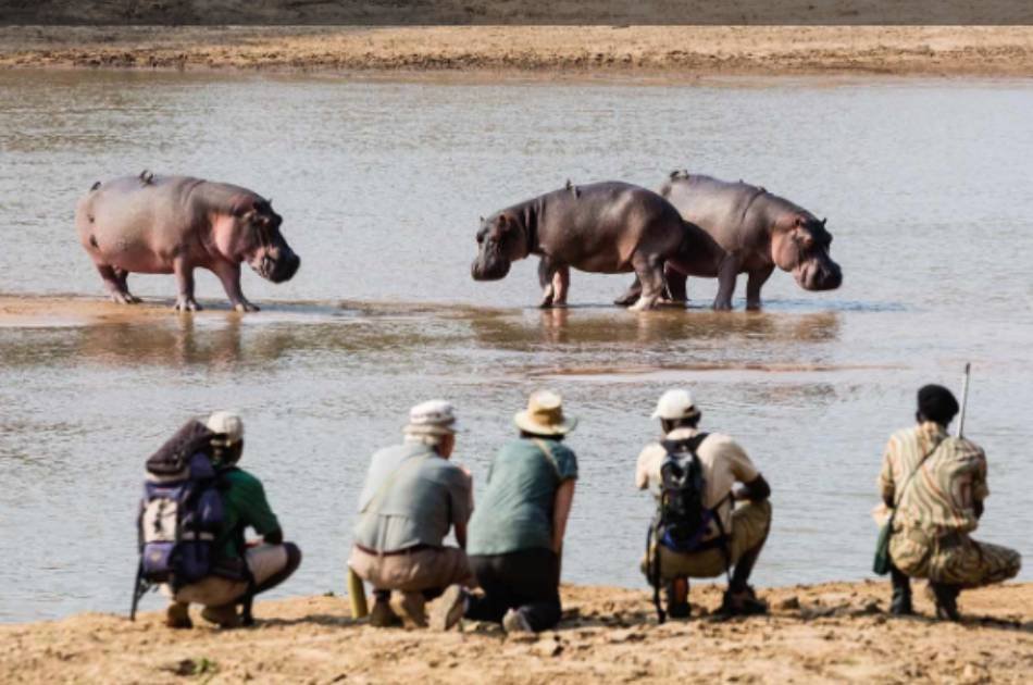 7 Days South Luangwa Affordable Zambia Safari