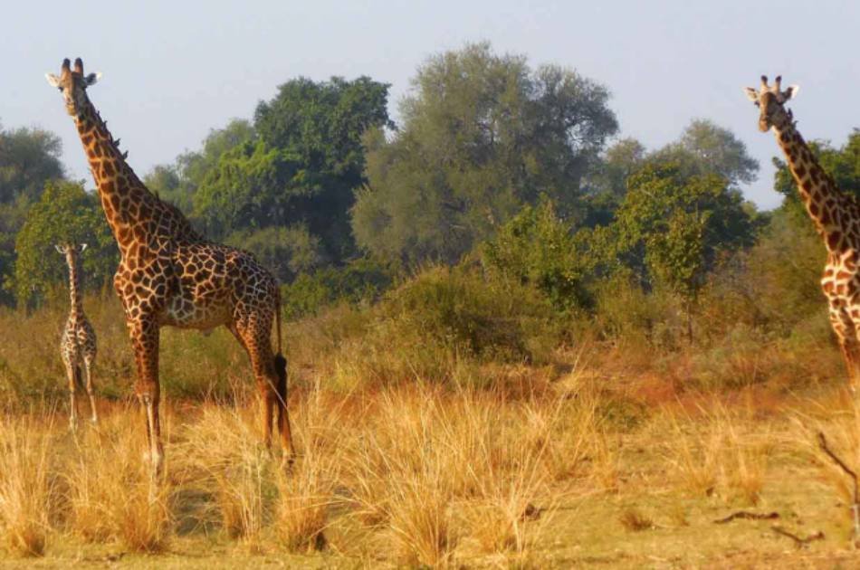 7 Days South Luangwa Affordable Zambia Safari