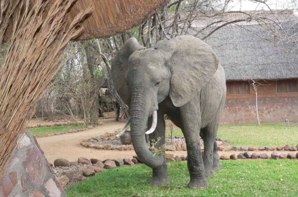 7 Days South Luangwa Affordable Zambia Safari