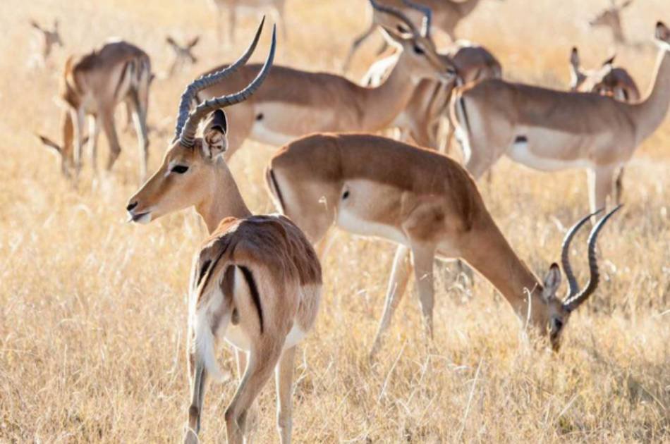 7 Days South Luangwa & Victoria Falls Safari – Zambia