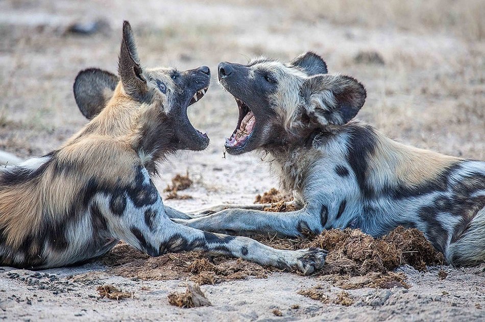 Affordable 7 Days Zambia Safari, Victoria Falls and South Luangwa National Park