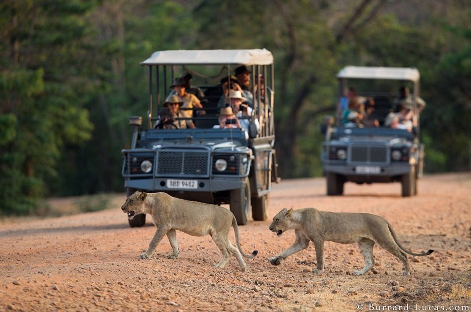 Affordable 7 Days Zambia Safari, Victoria Falls and South Luangwa National Park