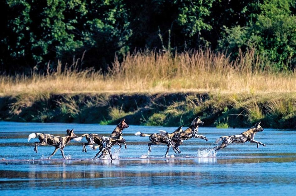 Affordable 7 Days Zambia Safari, Victoria Falls and South Luangwa National Park