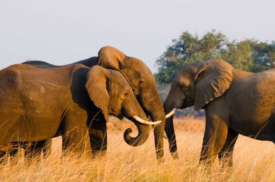 Livingstone & Lower Zambezi 6 Day Zambia Safari