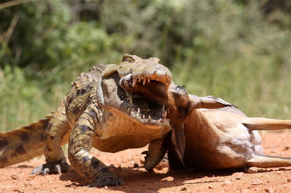 Victoria Falls and South Luangwa National Parks Safari 6 Day Tour