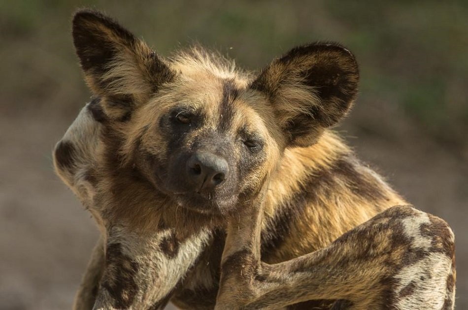 Victoria Falls and South Luangwa National Parks Safari 6 Day Tour