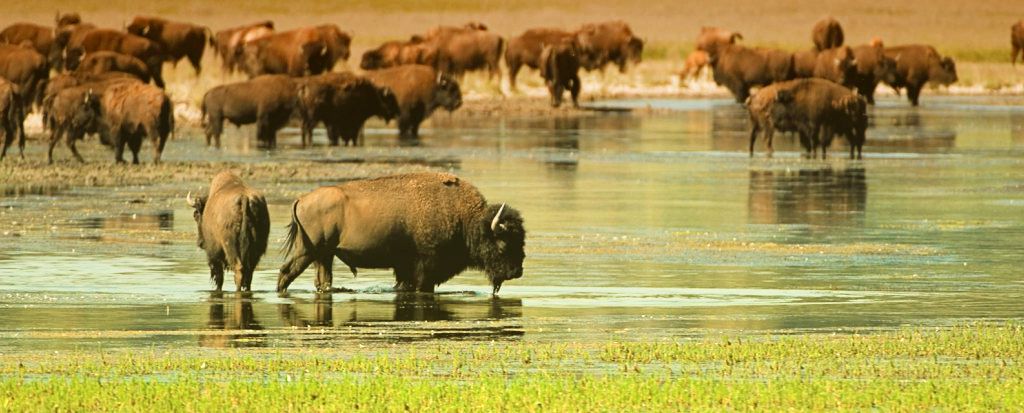 Private tours of Yellowstone make a great wildlife trip