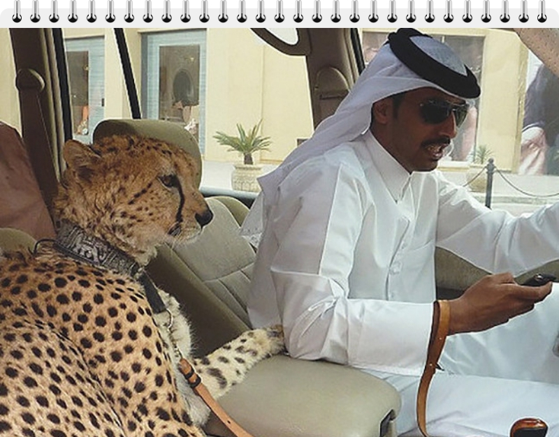 35 crazy and amazing things you see every day in Dubai (Photos & video)