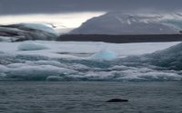 Jökulsárlón -The glacier lagoon