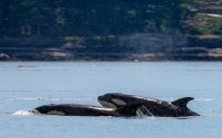 Best Whales & Puffins Tour From Reykjavik
